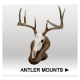 Antler Mounts-