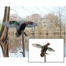 Mojo Elite Series Decoys - Green Winged Teal